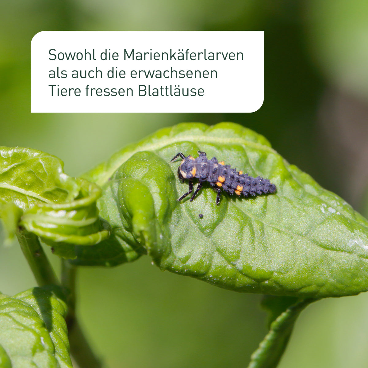 Marienkäferlarven gegen Blattläuse