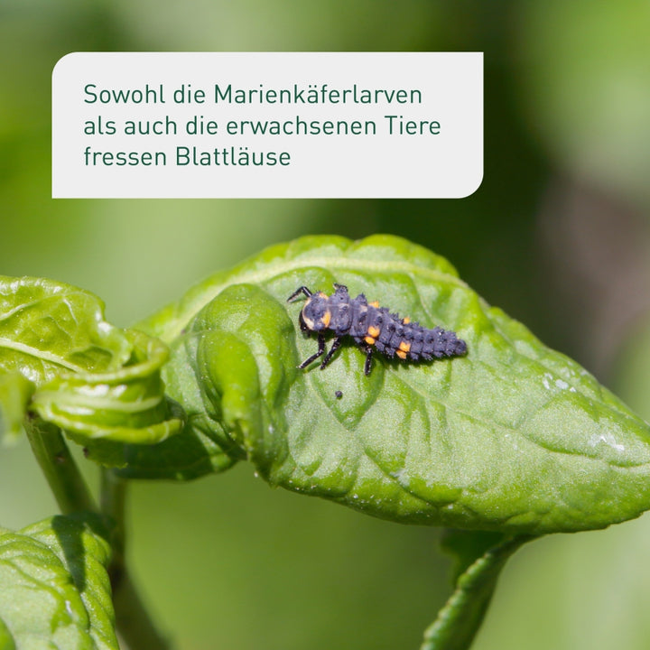 Marienkäferlarven gegen Blattläuse