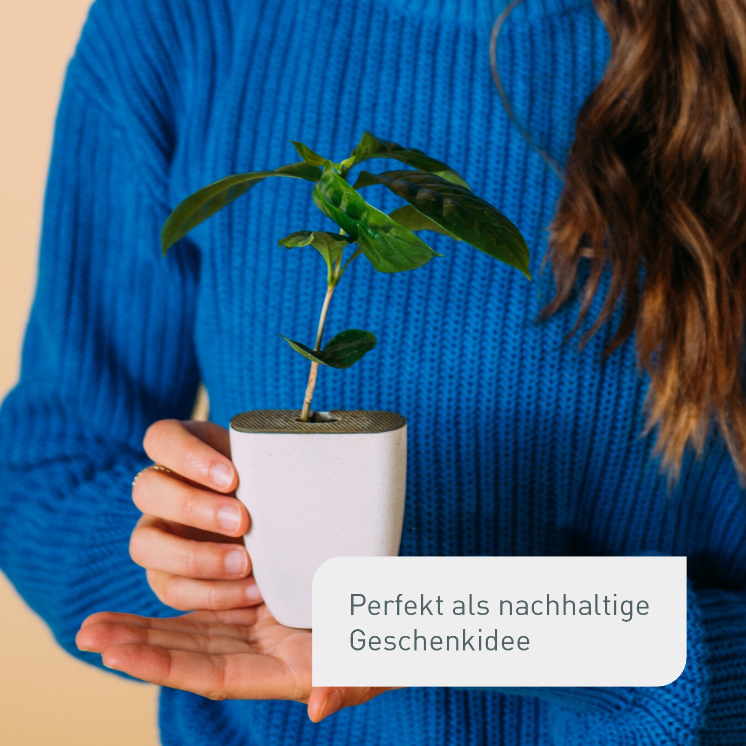 Kleiner Kaffeebaum als Geschenk