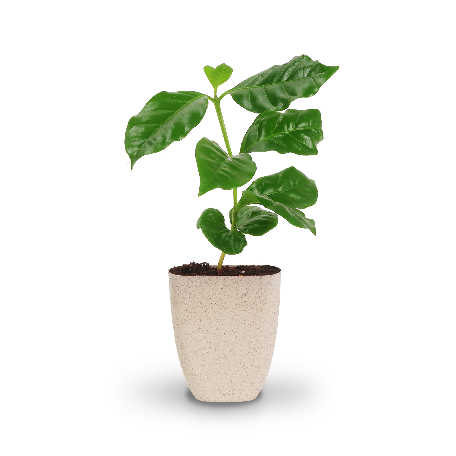 Mini-Kaffeepflanze als Geschenkidee