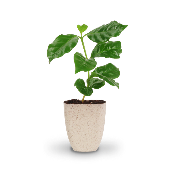 Mini-Kaffeepflanze als Geschenkidee