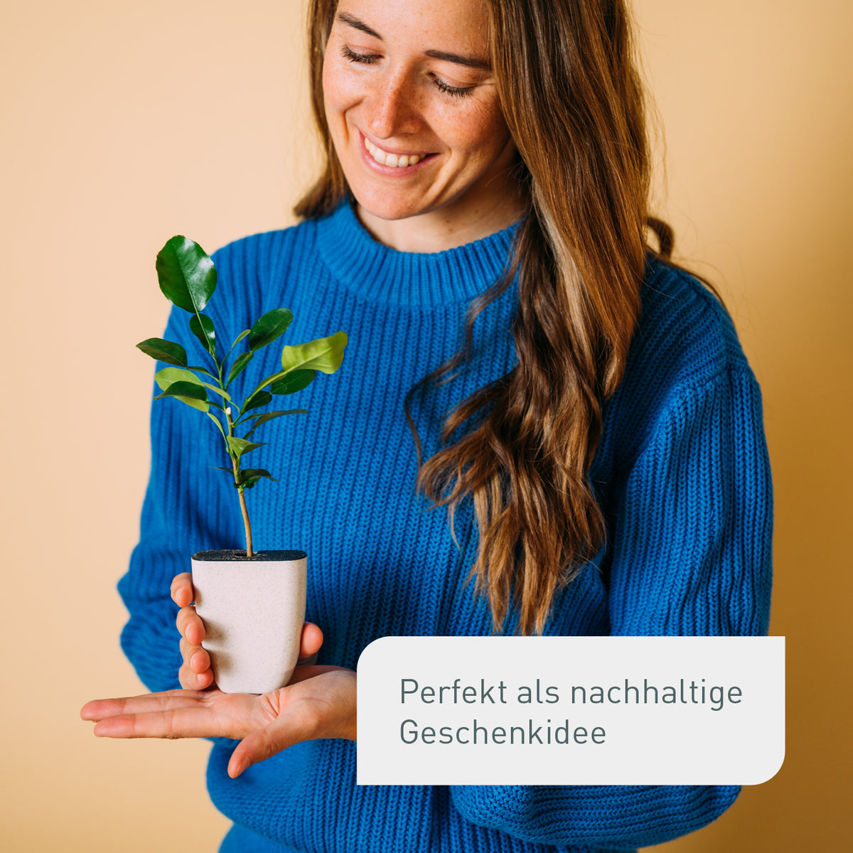 Kleine Kaffirlimette als Geschenk