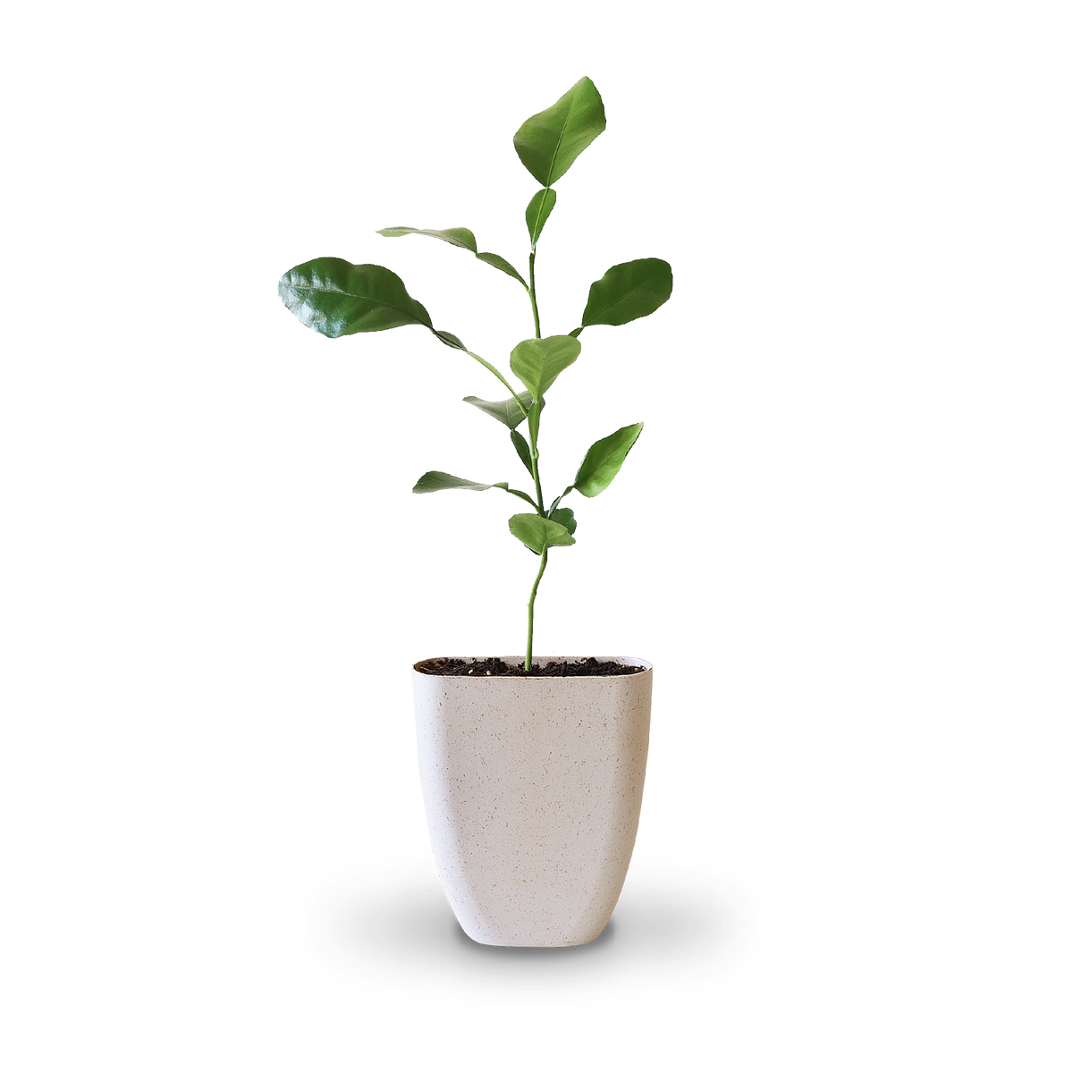 Mini-Kaffirlimette als Geschenkidee