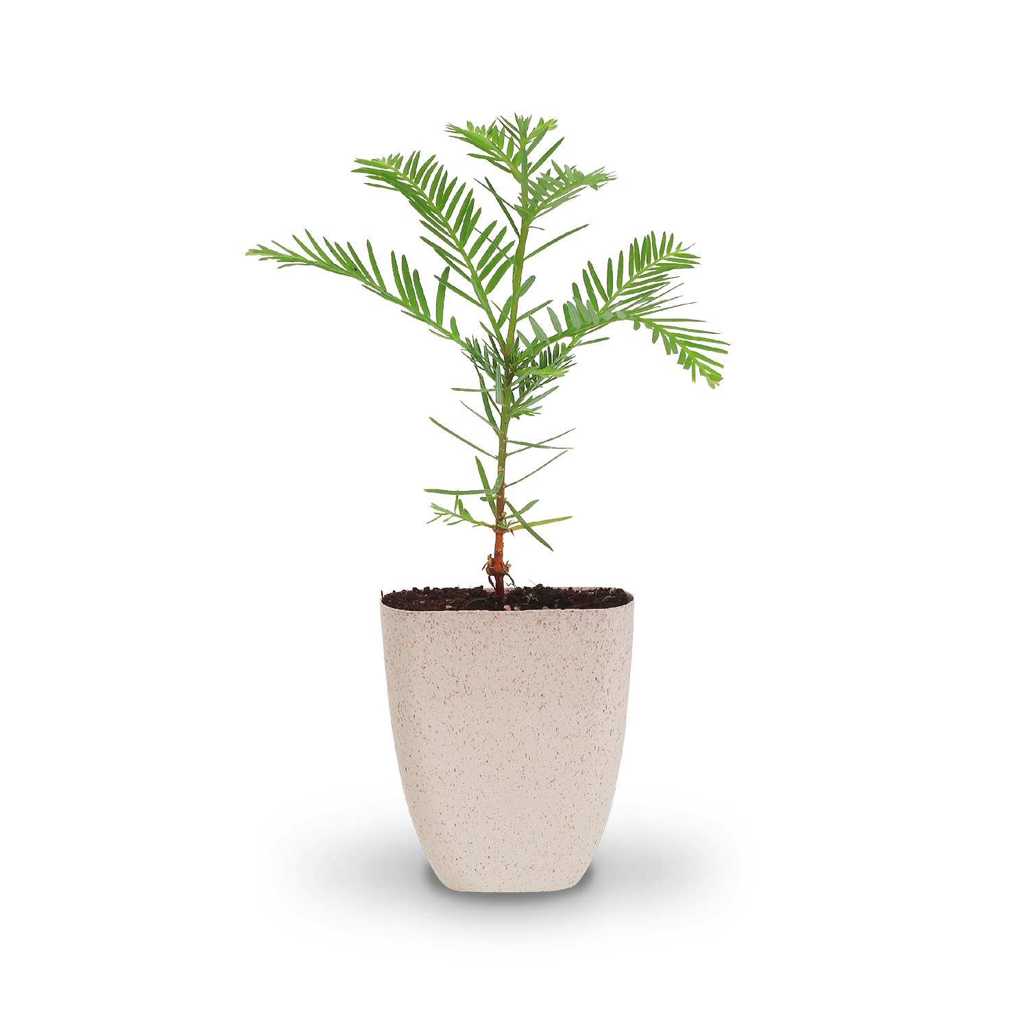 Mini-Küstenmammutbaum als Geschenkidee