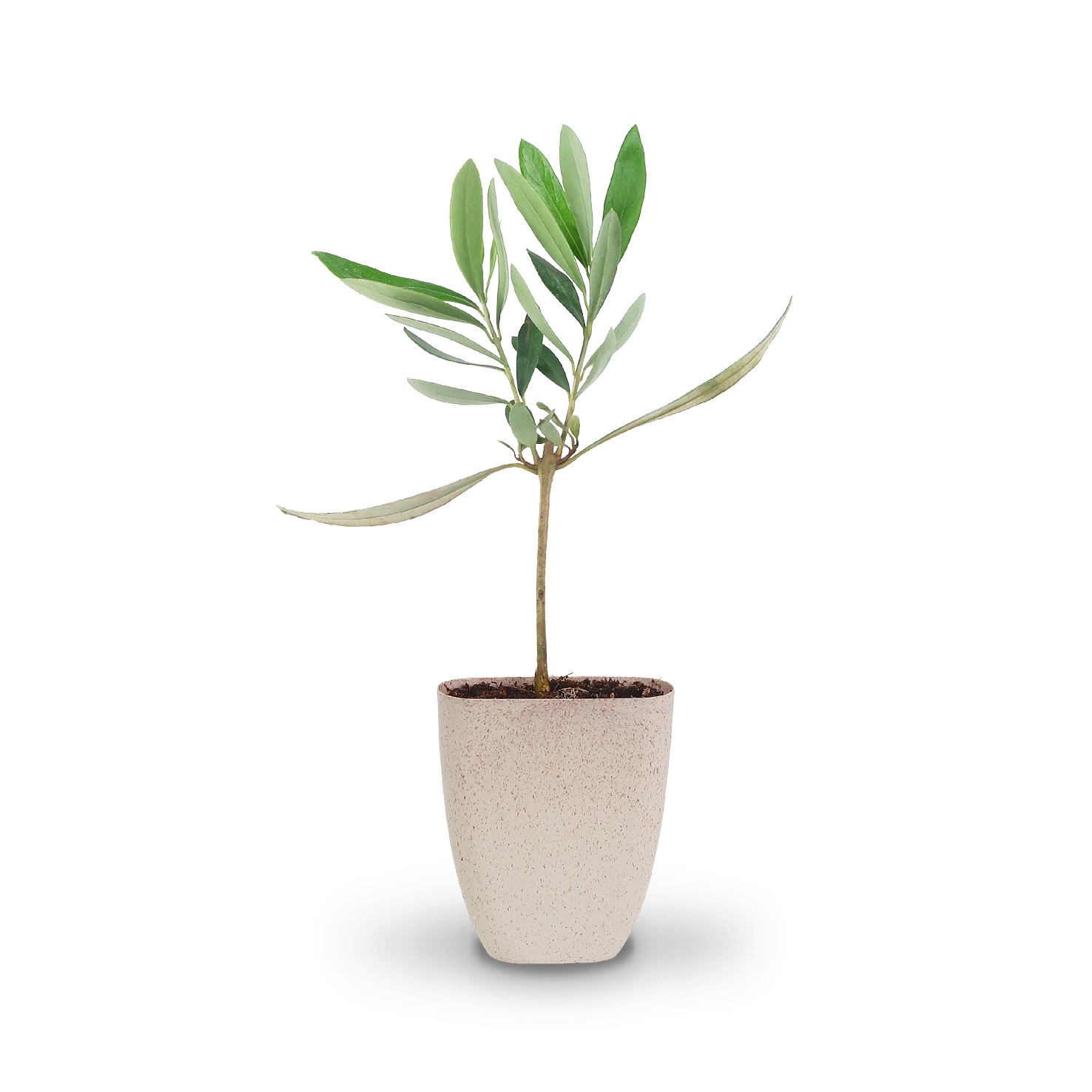 Mini-Olivenbaum (Geschenk) kaufen