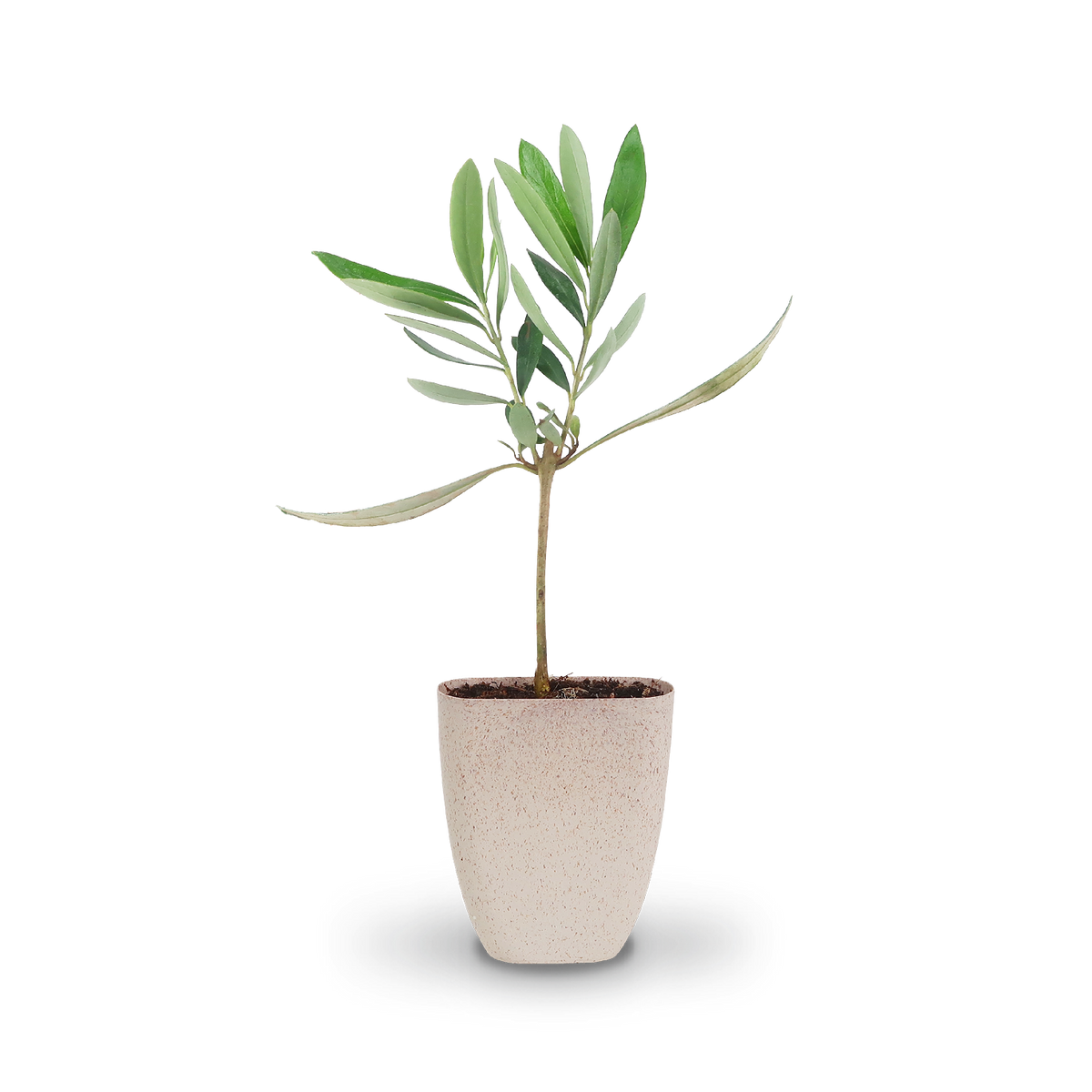Mini-Olivenbaum als Geschenkidee