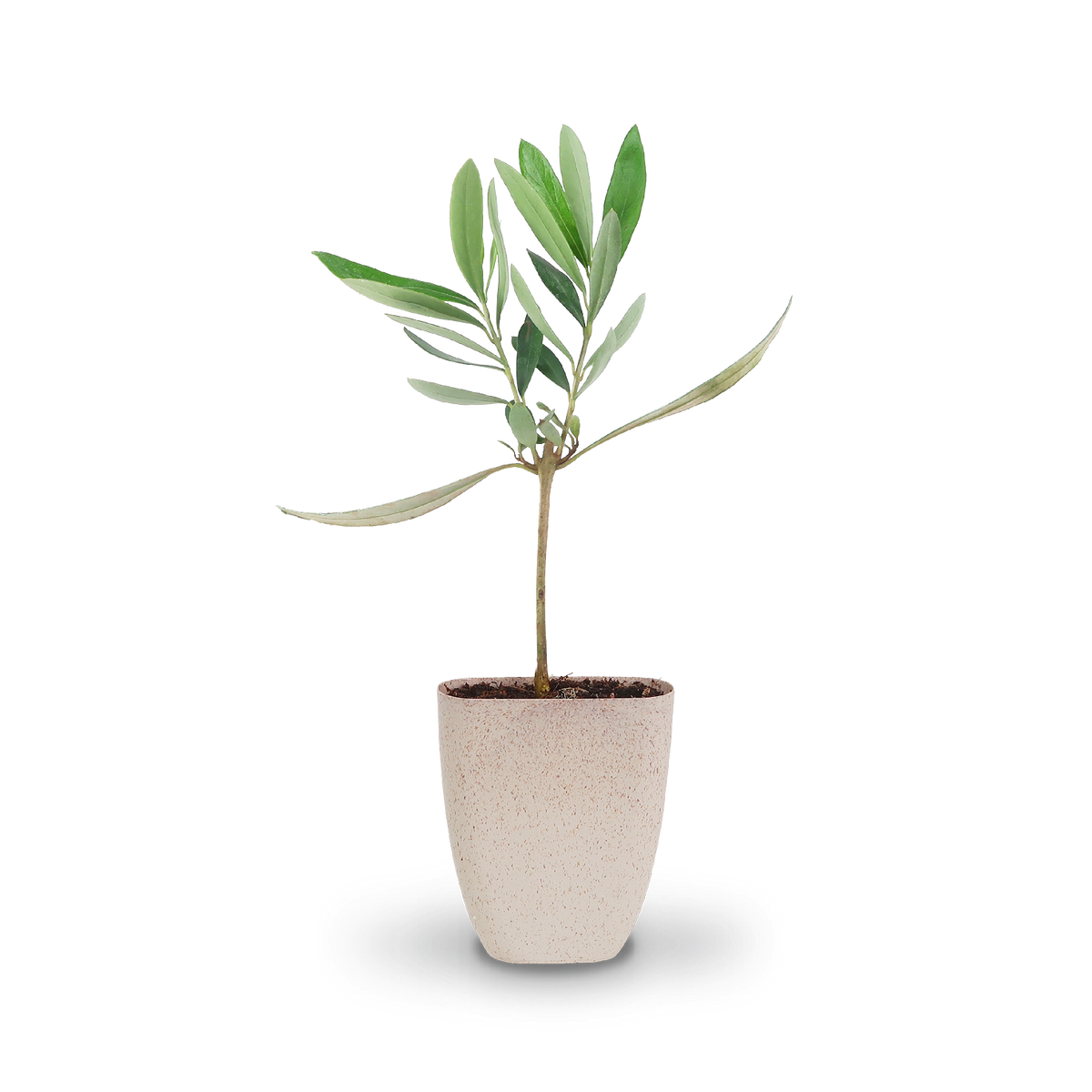 Mini-Olivenbaum (nachhaltiges Geschenk)
