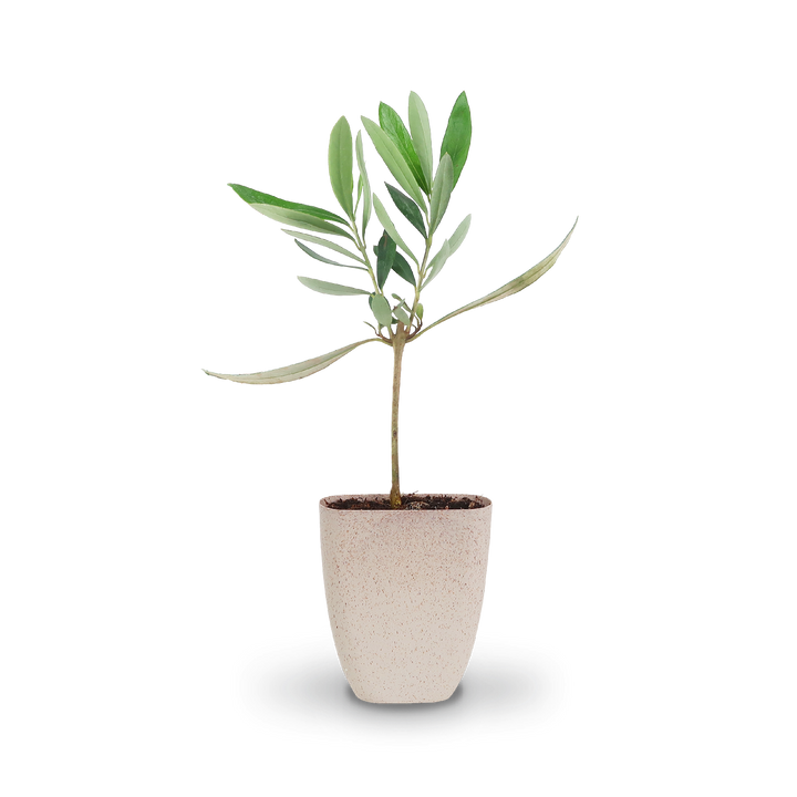 Mini-Olivenbaum als Geschenkidee