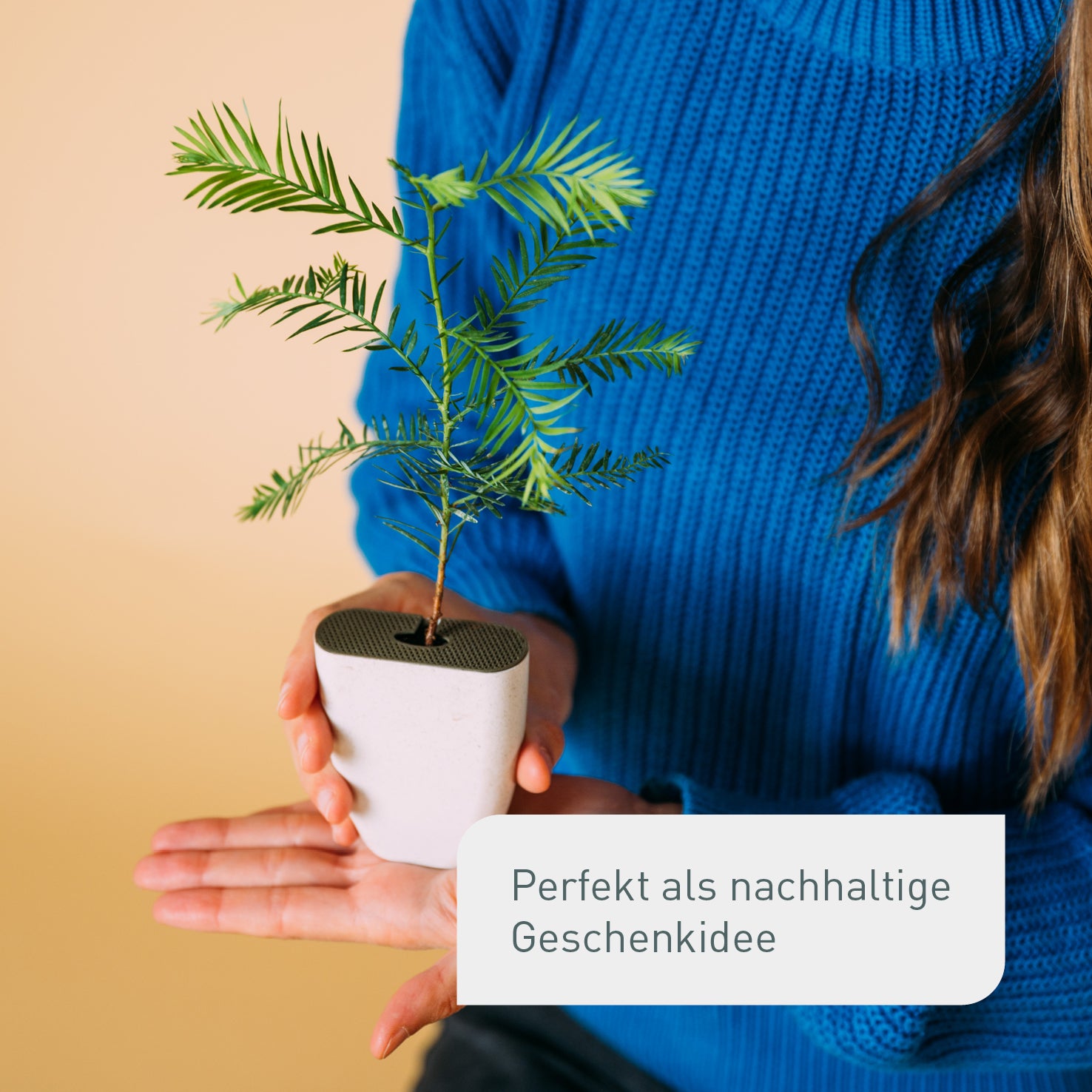 Kleiner Sequoia als Geschenk