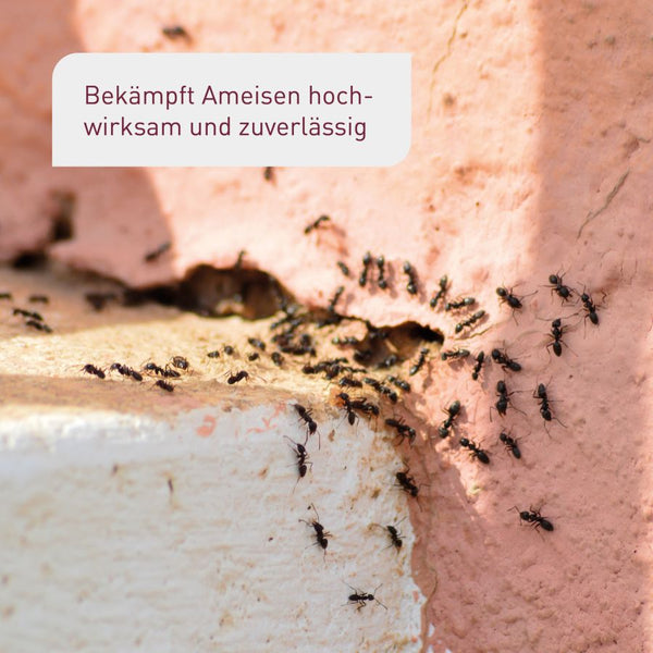 Anwendung Mittel gegen Ameisen von Plantura