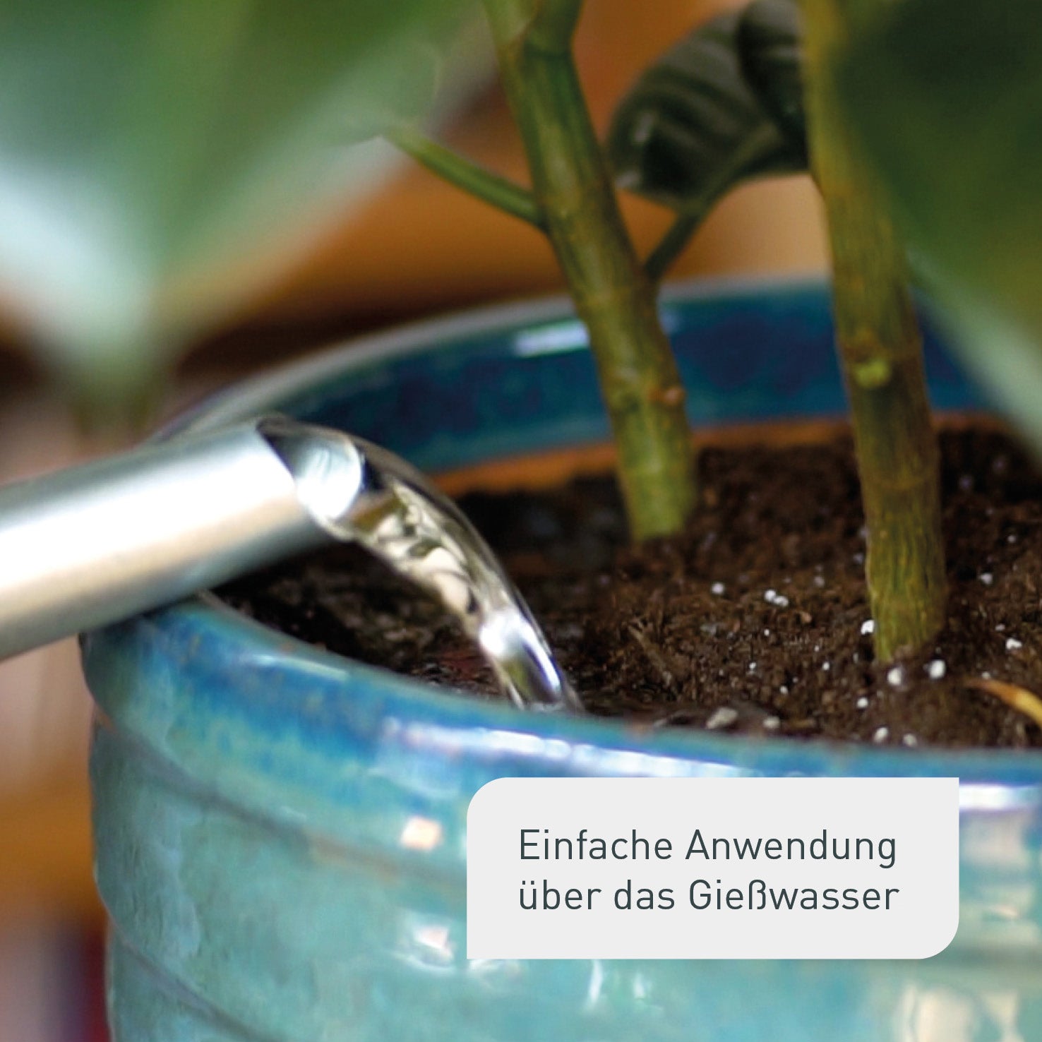 Mittel gegen Trauermückenlarven von Plantura