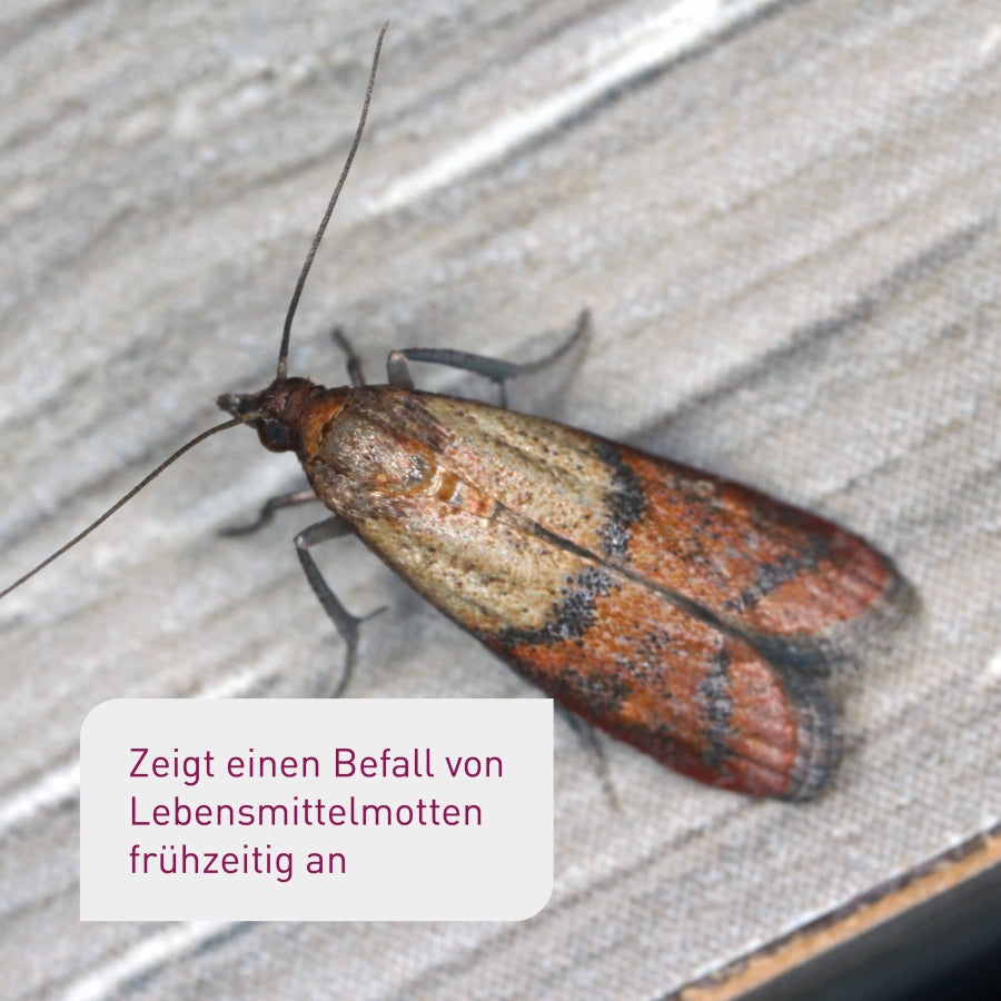 Plantura Mottenfallen für Lebensmittelmotten
