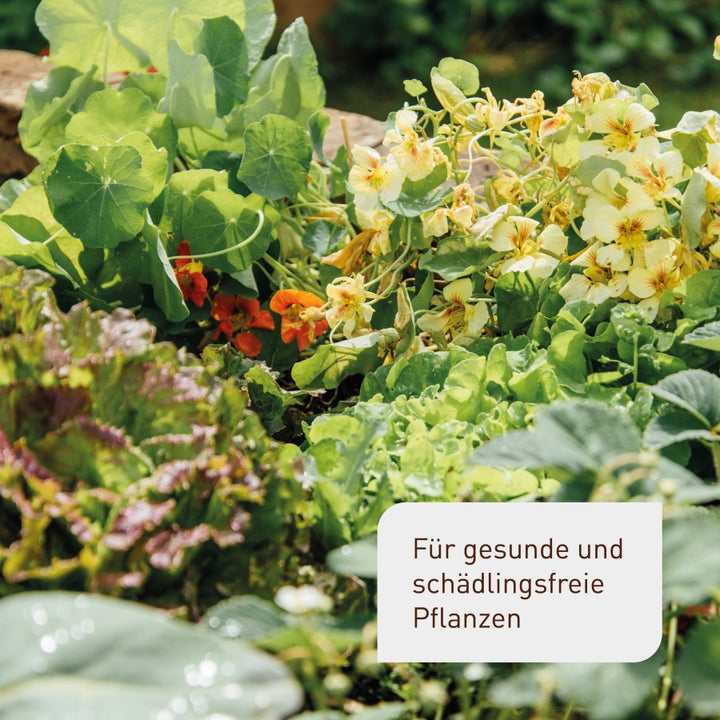 Neem Spritzmittel für Pflanzen