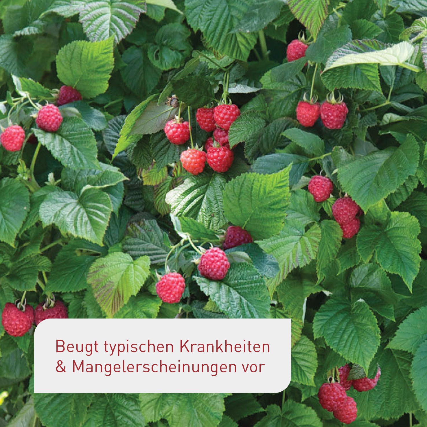 Gesunder Himbeerstrauch