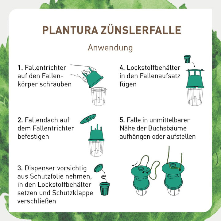 Anwendung Zünslerfalle