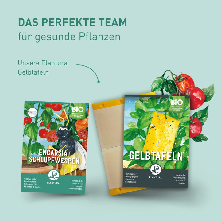 Plantura Encarsia-Schlupfwespen und Gelbtafeln