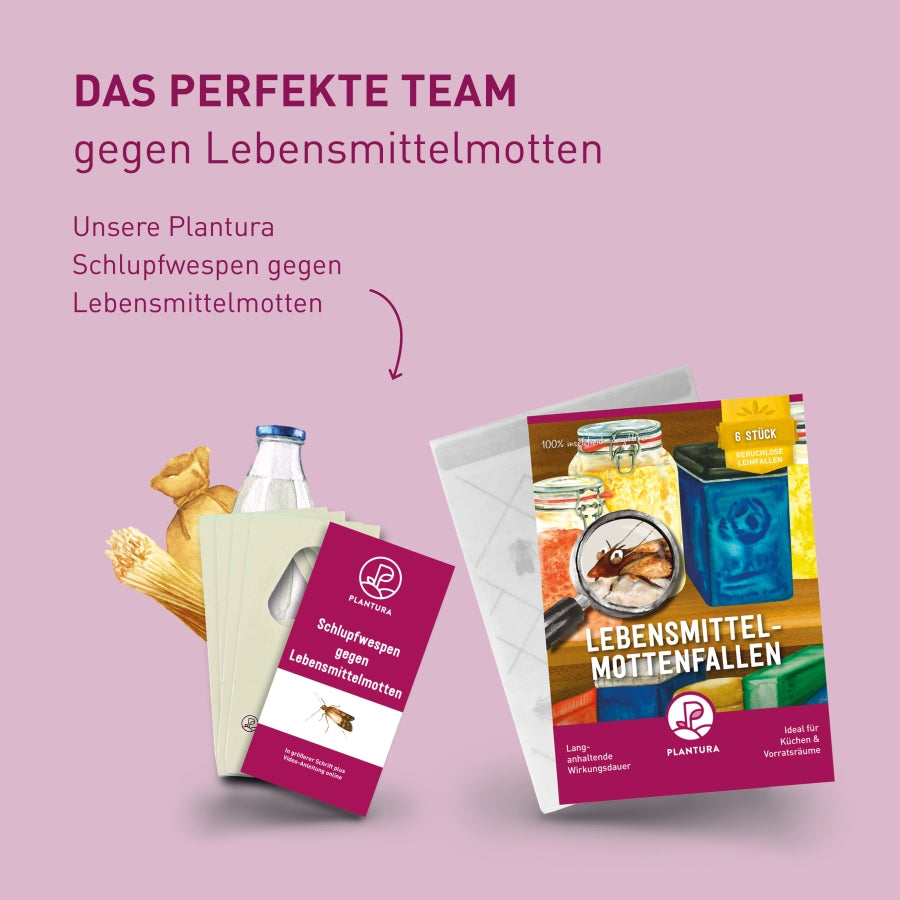 Plantura Lebensmittel-Mottenfallen und Schlupfwespen