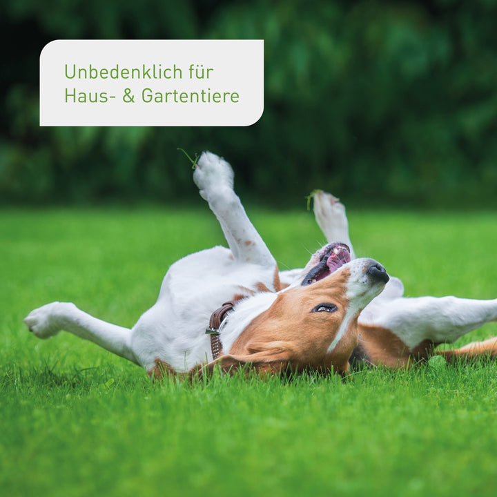 Rasenanlage-Set unbedenklich für Haustiere