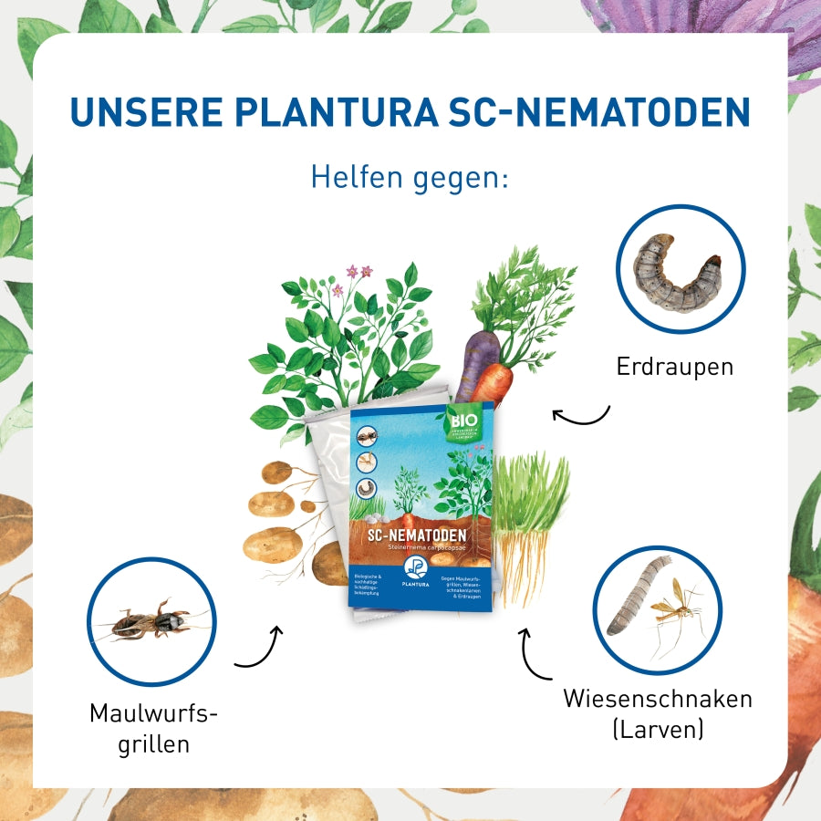 SC-Nematoden gegen Wiesenschnaken, Maulwurfsgrillen und Erdraupen