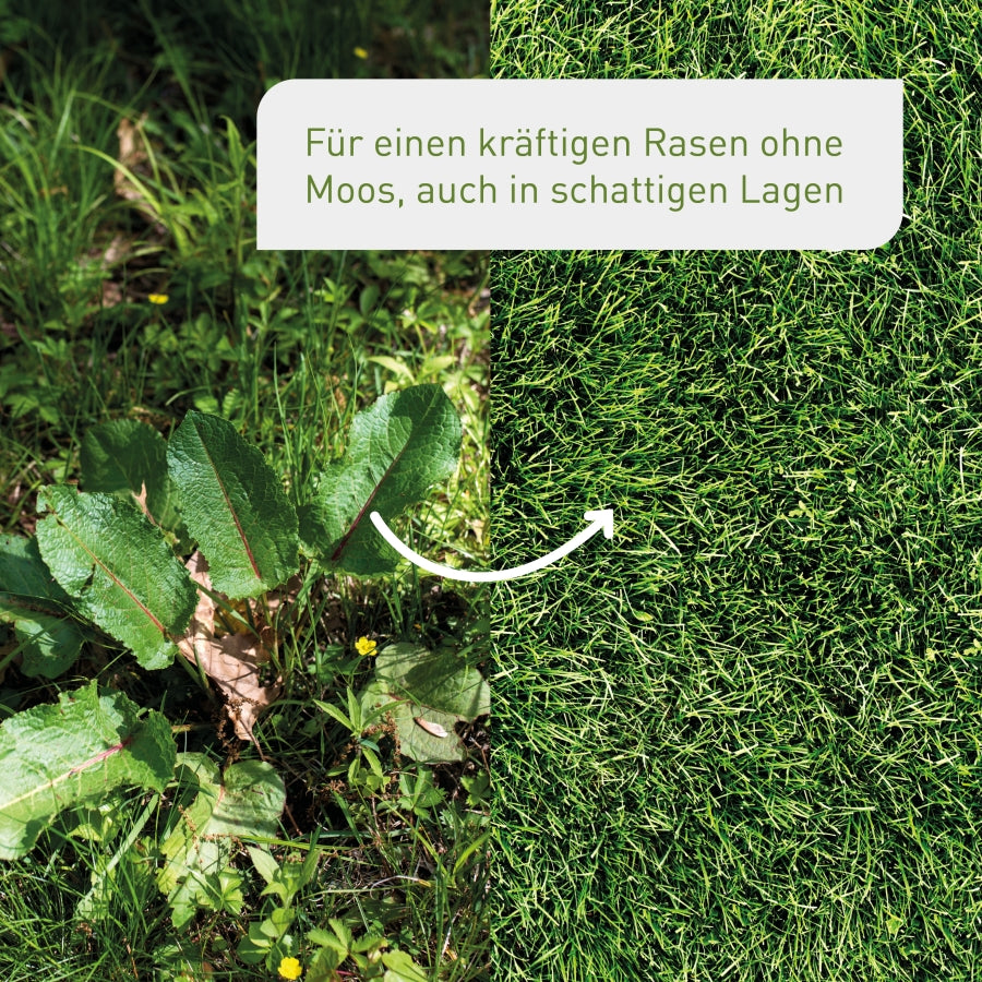 Plantura Schattenrasen vorher und nachher