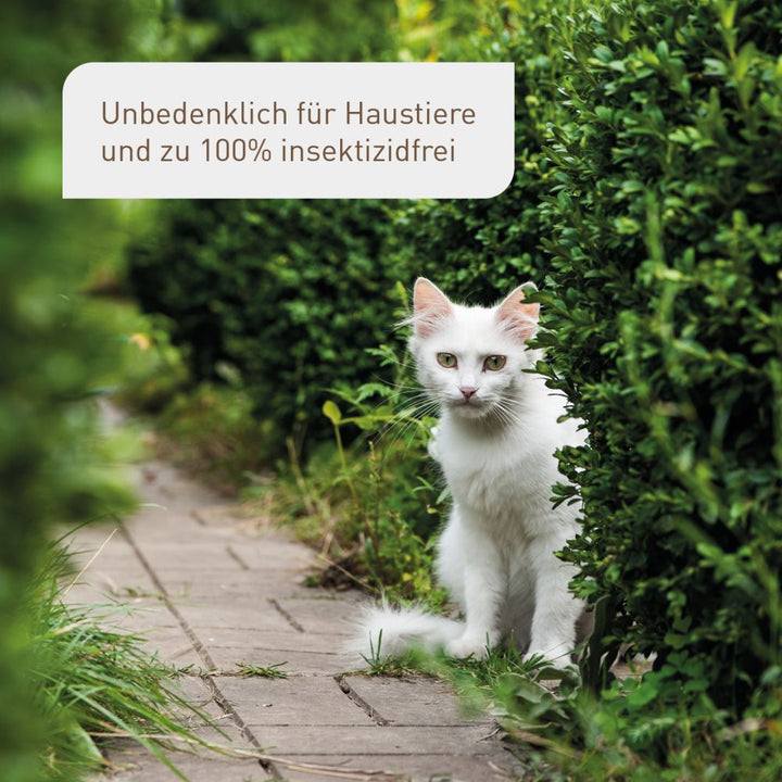 Buchsbaumzünslerfalle unbedenklich für Haustiere