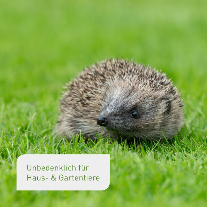 Reiner Quarzsand für den Rasen unbedenklich für Tiere