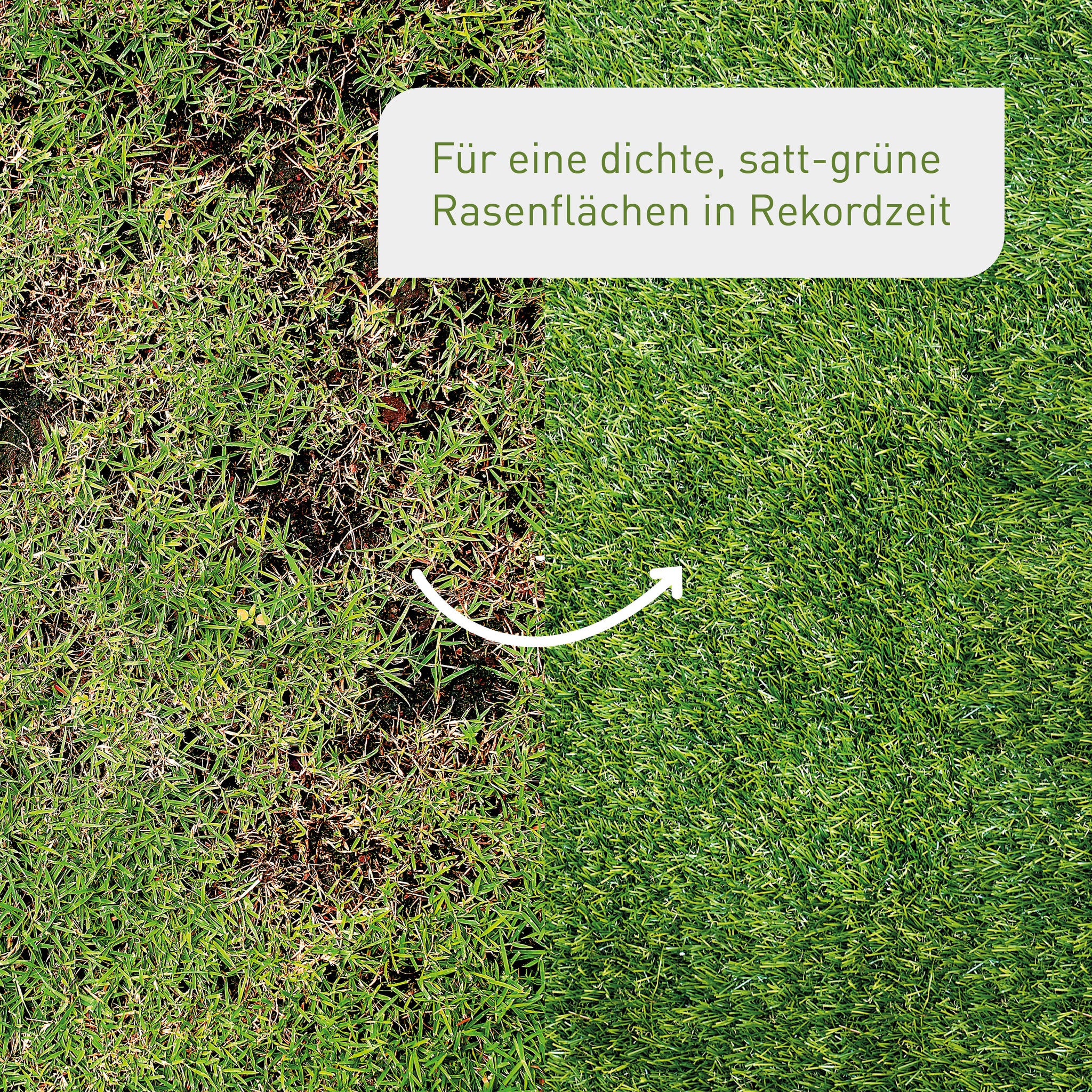 Vorher-Nachher-Vergleich Rasen ausbessern