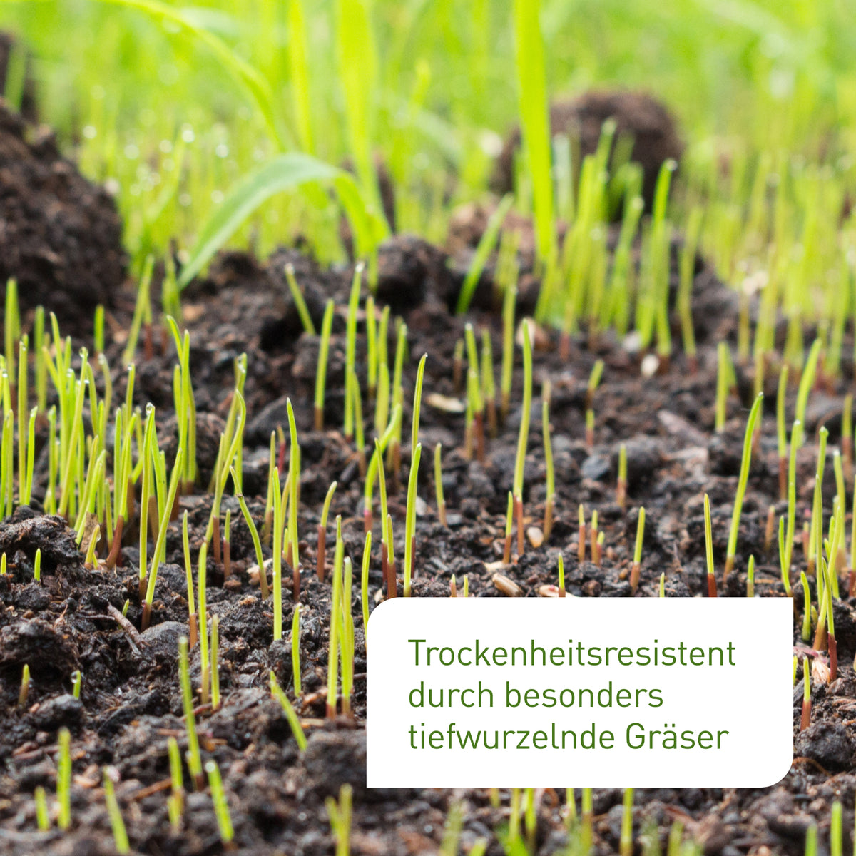 Tiefwurzelnde Rasensamen von Plantura