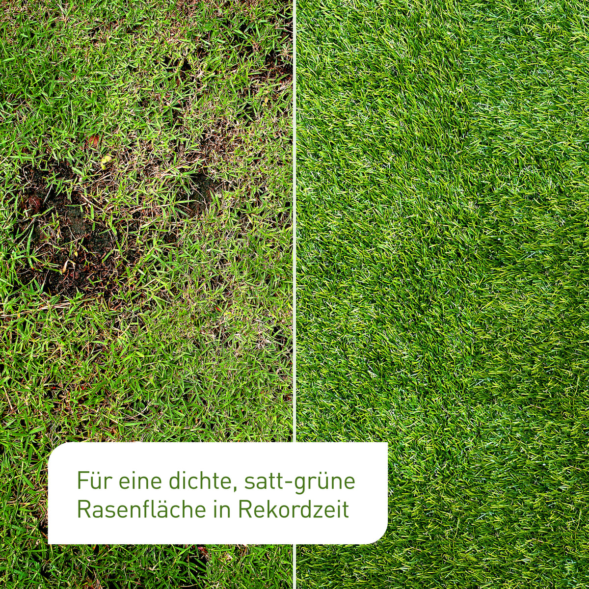Rasen ausbessern vorher nachher