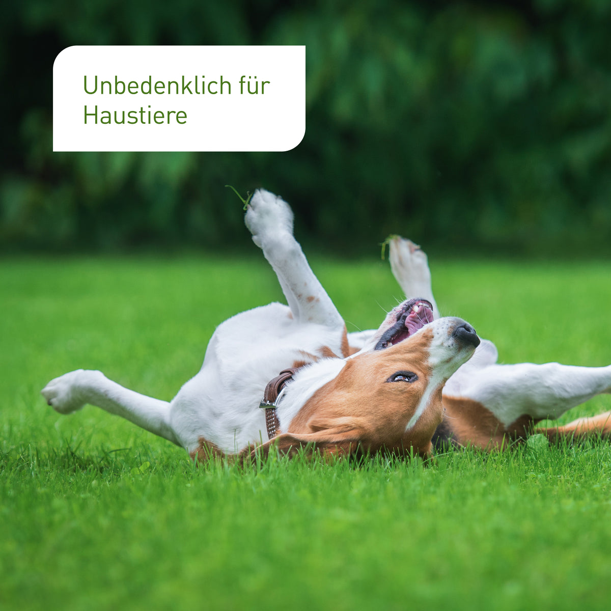 Rasen-Reparatur unbedenklich für Tiere