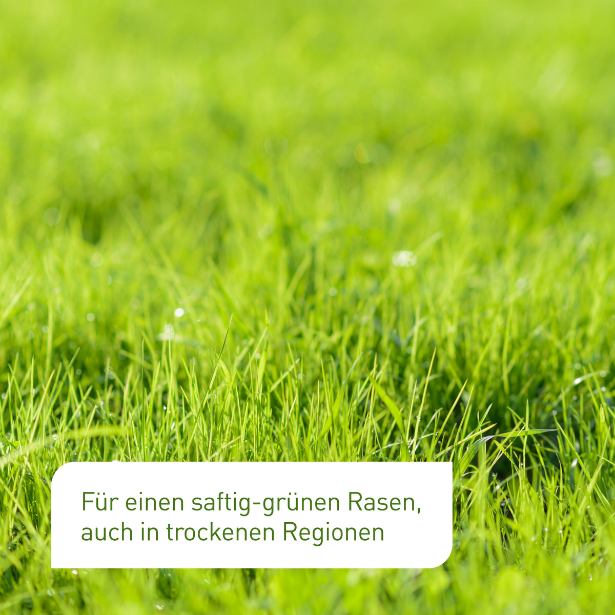 Rasenneuanlage mit Trockenrasen