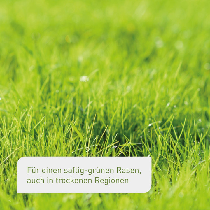 Rasenneuanlage mit Trockenrasen