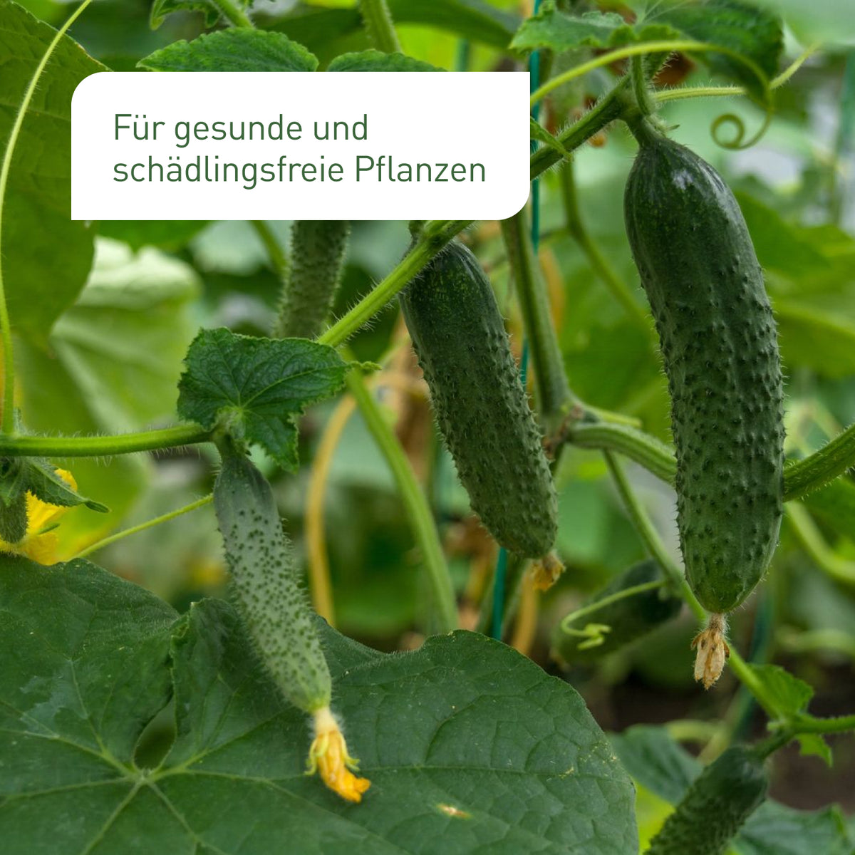 Gesunde Gurkenpflanze