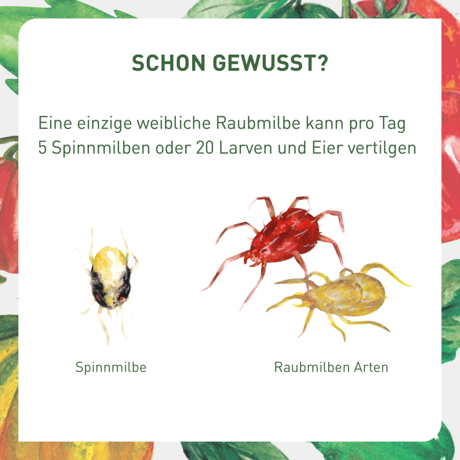 Raubmilben gegen Spinnmilben kaufen