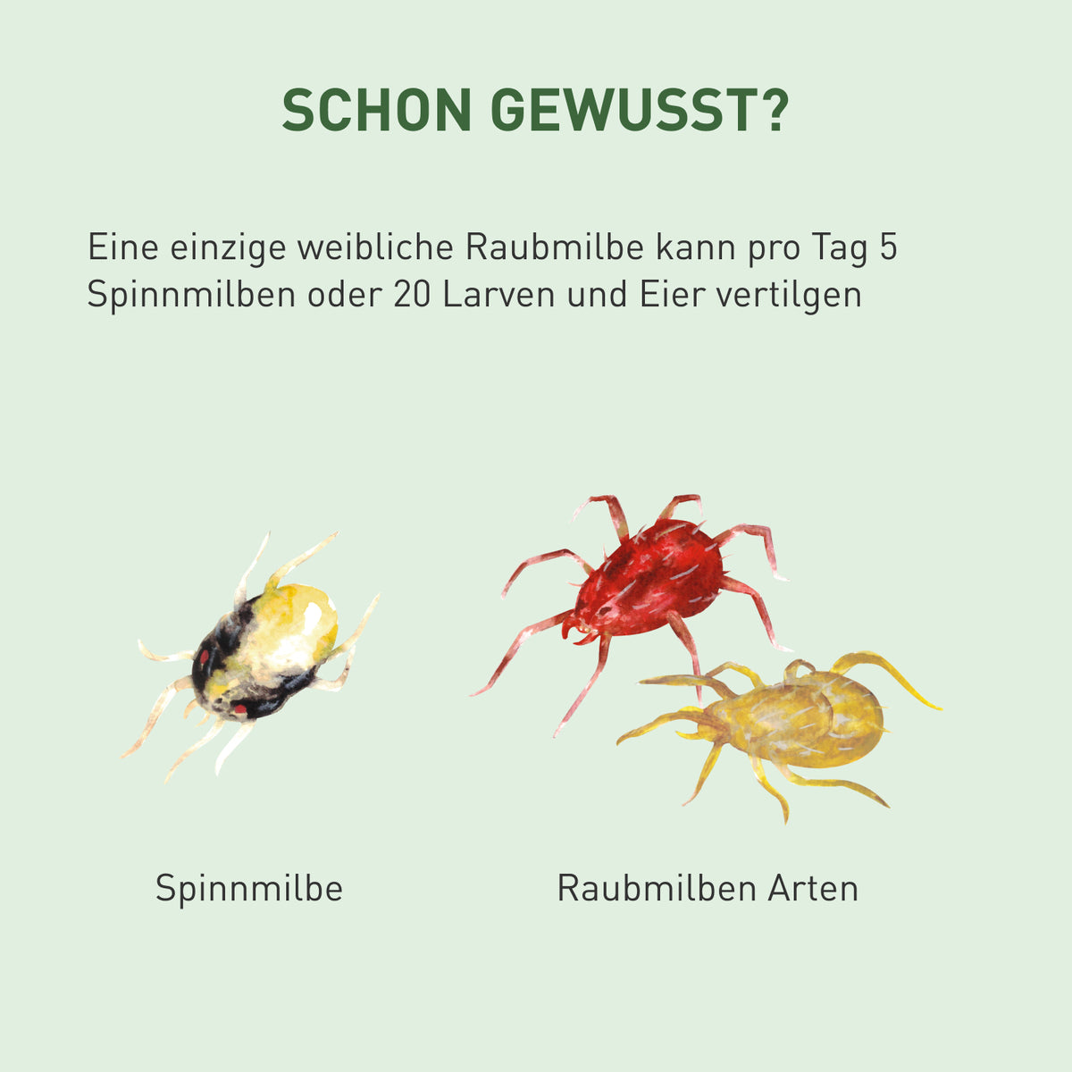 Raubmilben-Mix gegen Milben