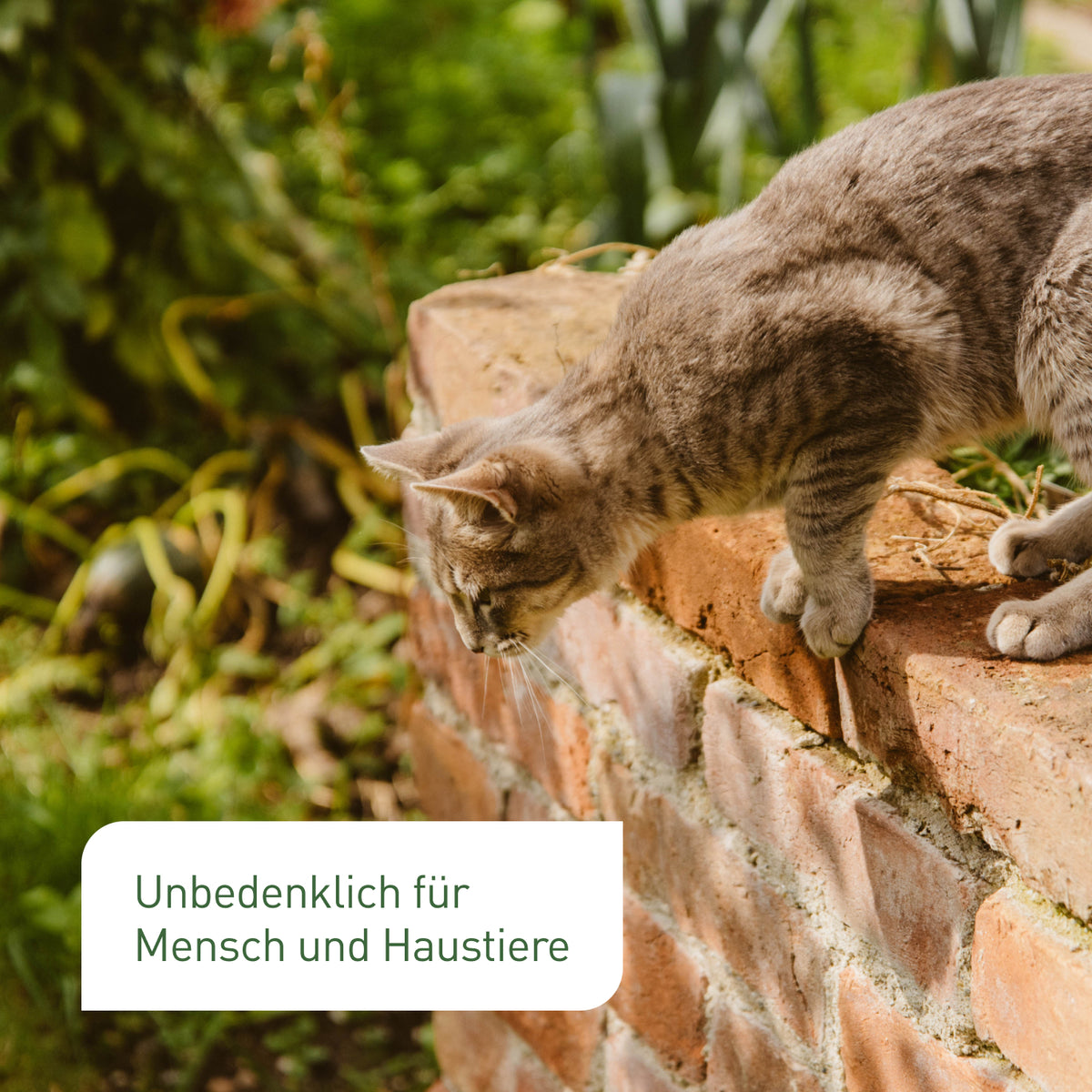Plantura Raubmilben unbedenklich für Haustiere