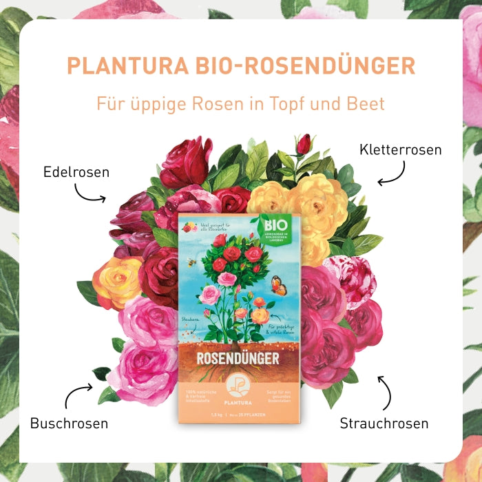Rosen-Düngung mit Plantura Rosendünger