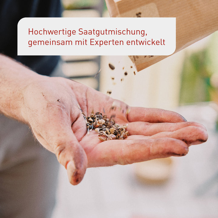 Schnellkeimendes Saatgut für Schmetterlingswiese