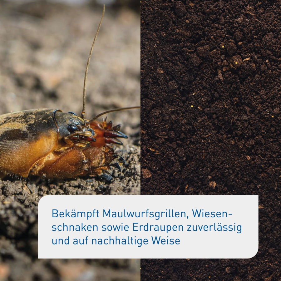 Vorher-Nachher-Vergleich der Nematoden gegen Maulwurfsgrillen