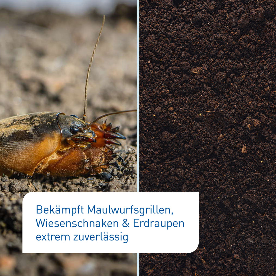 Vorher-Nachher-Vergleich der Nematoden gegen Maulwurfsgrillen