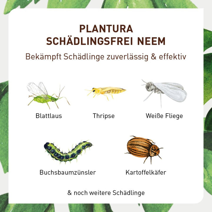 Schädlingsfrei Neemöl gegen Blattläuse und Co.
