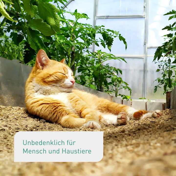 Schlupfwespen ungiftig für Katzen