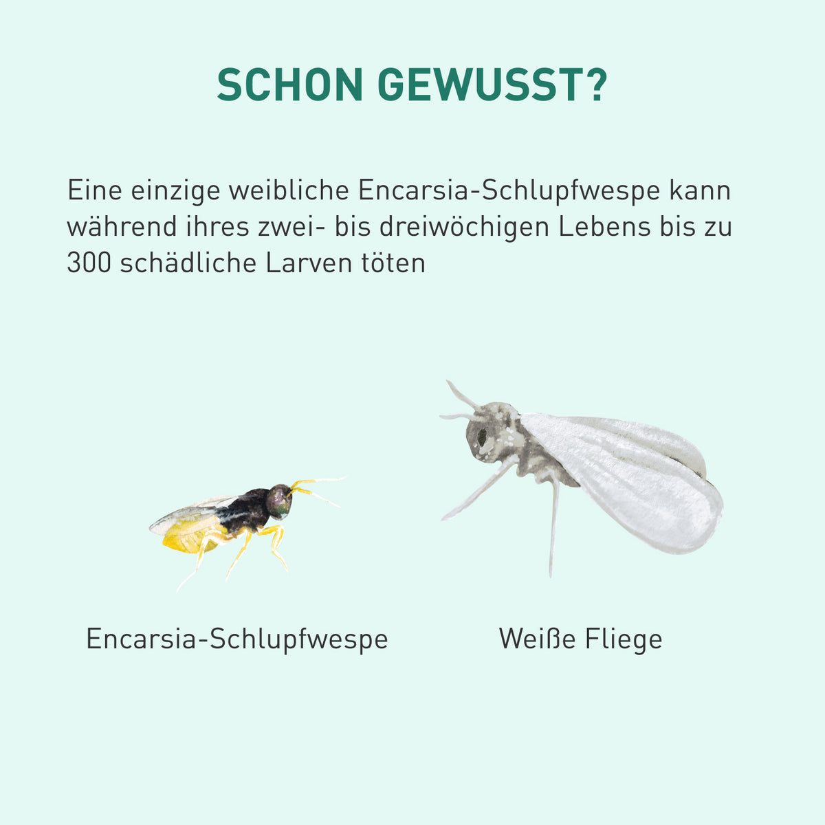 Schlupfwespen gegen Weiße Fliegen