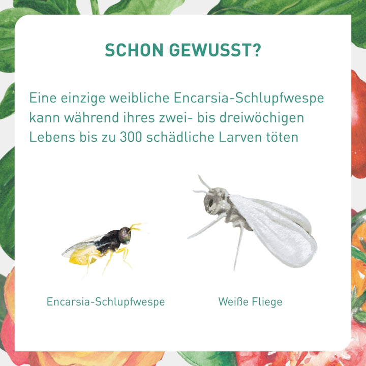 Schlupfwespen gegen Weiße Fliegen