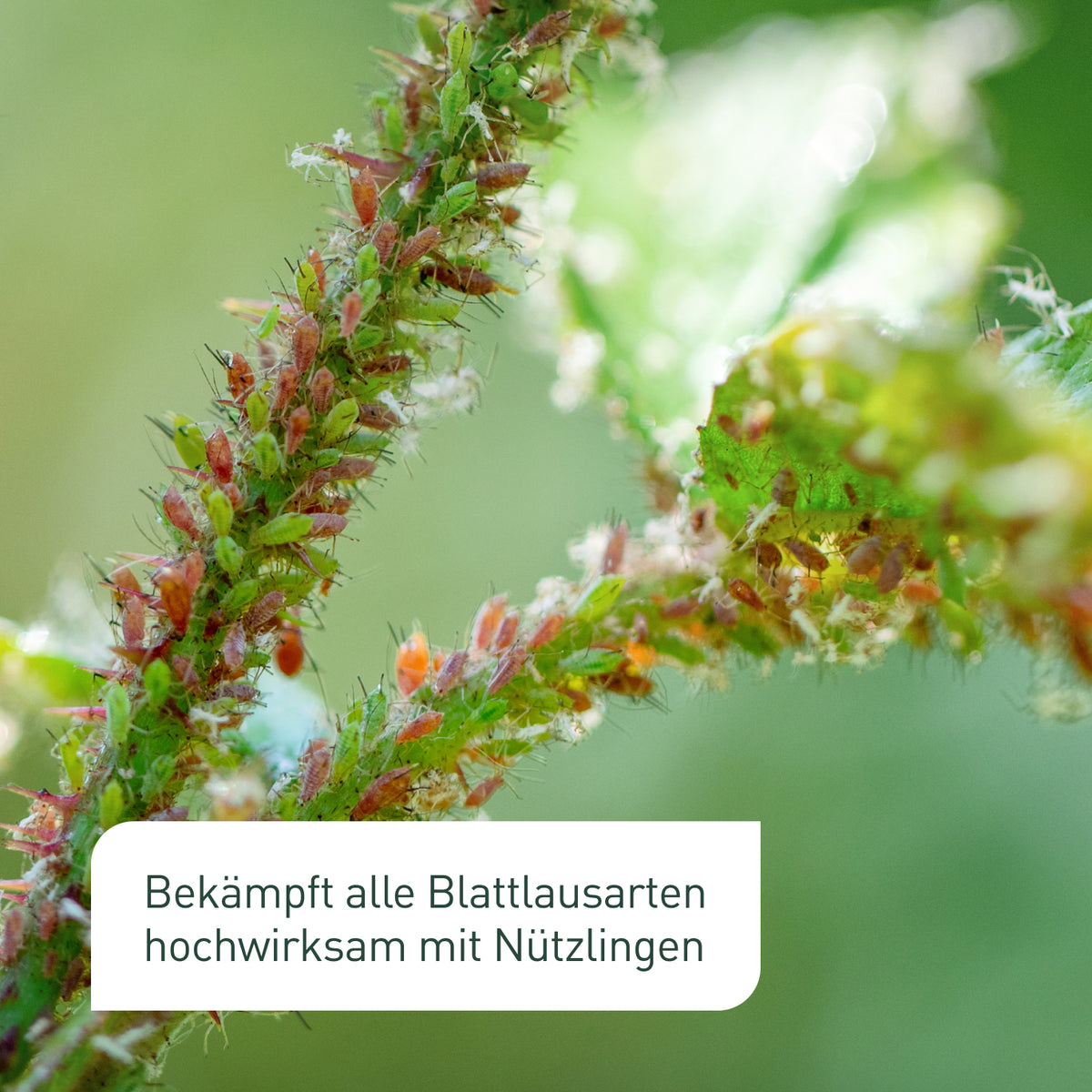 Siebenpunkt-Marienkäfer gegen Blattläuse