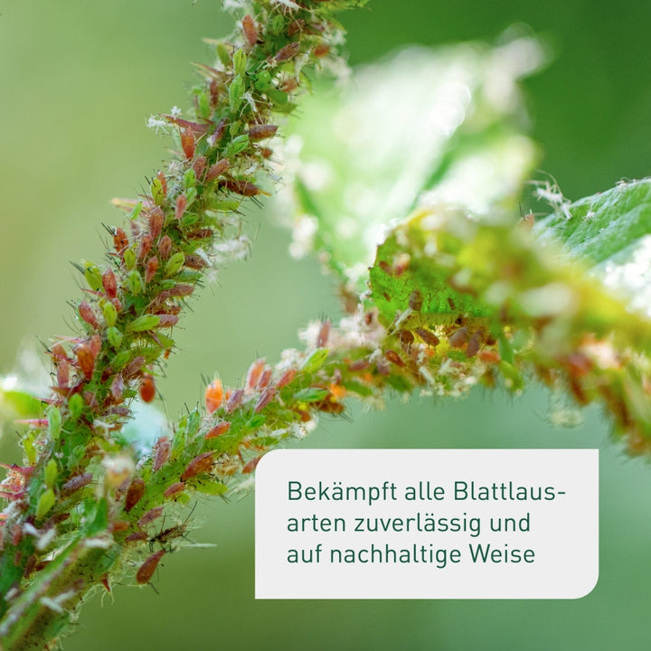 Siebenpunkt-Marienkäfer gegen Blattläuse
