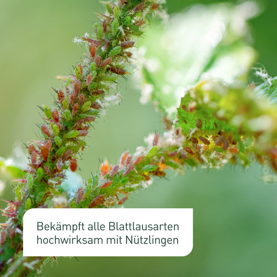 Siebenpunkt-Marienkäfer gegen Blattläuse