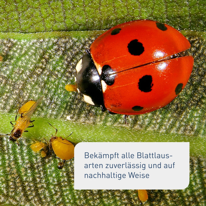 Siebenpunkt-Marienkäfer gegen Blattläuse