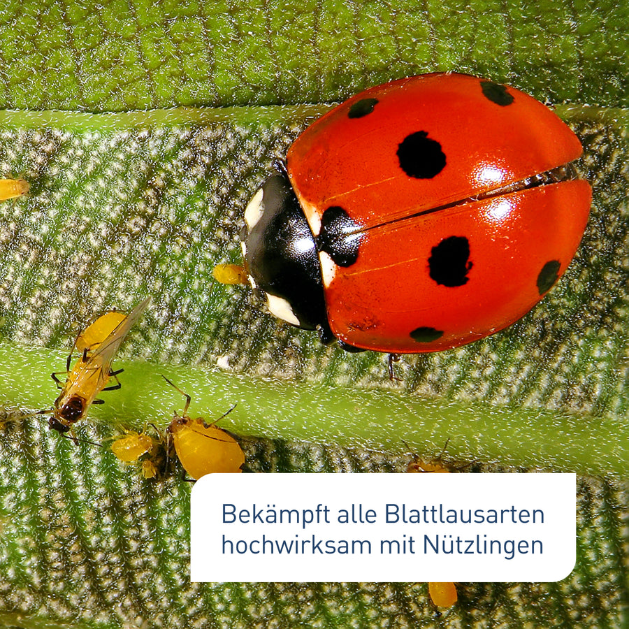 Siebenpunkt-Marienkäfer gegen Blattläuse