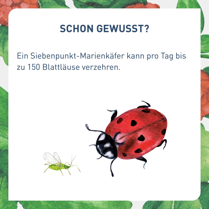 Vergleich Siebenpunkt-Marienkäfer Blattlaus